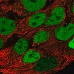 Merck Anti-CDX2 antibody produced in rabbit