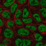 Merck Anti-ZNF709 antibody produced in rabbit