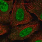Merck Anti-MED30 antibody produced in rabbit
