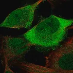 Merck Anti-CDC20 antibody produced in rabbit