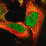 Merck Anti-FAM172A antibody produced in rabbit
