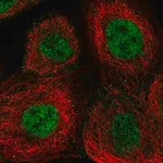 Merck Anti-ERCC4 antibody produced in rabbit