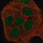 Merck Anti-ZNF541 antibody produced in rabbit