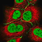 Merck Anti-HLA-DPB1 antibody produced in rabbit