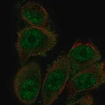 Merck Anti-SH3D19 antibody produced in rabbit
