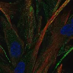 Merck Anti-OR2C3 antibody produced in rabbit