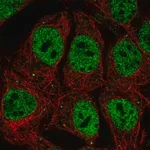 Merck Anti-POU2F1 antibody produced in rabbit