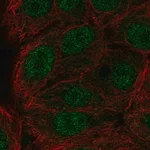 Merck Anti-ERF antibody produced in rabbit