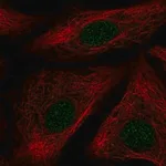 Merck Anti-ID1 antibody produced in rabbit