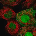 Merck Anti-HEATR3 antibody produced in rabbit