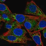 Merck Anti-CCL15 antibody produced in rabbit