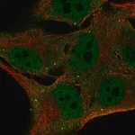 Merck Anti-FBXO16 antibody produced in rabbit