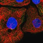 Merck Anti-KIF6 antibody produced in rabbit