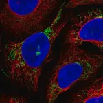 Merck Anti-GTPBP8 antibody produced in rabbit