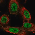 Merck Anti-STAG1 antibody produced in rabbit