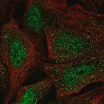 Merck Anti-WBP4 antibody produced in rabbit