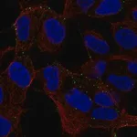 Merck Anti-MYO16 antibody produced in rabbit