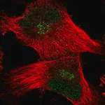 Merck Anti-FAM107B antibody produced in rabbit