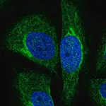 Merck Anti-NRIP3 antibody produced in rabbit