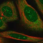 Merck Anti-RBMS2 antibody produced in rabbit