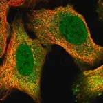 Merck Anti-APOLD1 antibody produced in rabbit