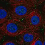 Merck Anti-PLXNA3 antibody produced in rabbit