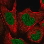 Merck Anti-CUL4B antibody produced in rabbit