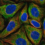 Merck Anti-NINJ2 antibody produced in rabbit
