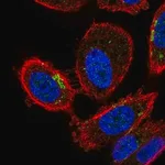Merck Anti-ZDHHC7 antibody produced in rabbit