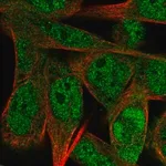 Merck Anti-SS18L1 antibody produced in rabbit