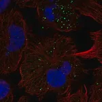 Merck Anti-FGFRL1 antibody produced in rabbit