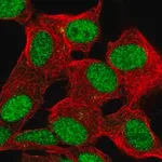Merck Anti-ZBED6 antibody produced in rabbit