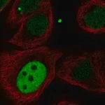 Merck Anti-KIF23 antibody produced in rabbit