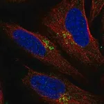Merck Anti-LAPTM4B antibody produced in rabbit