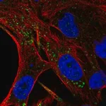 Merck Anti-FIG4 antibody produced in rabbit