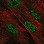 Merck Anti-CDK2AP1 antibody produced in rabbit