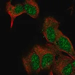 Merck Anti-EXTL2 antibody produced in rabbit