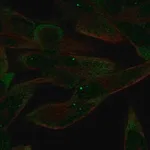 Merck Anti-AGO4 antibody produced in rabbit