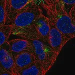 Merck Anti-TMEM63A antibody produced in rabbit