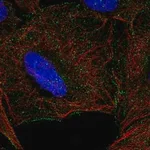 Merck Anti-KLRK1 antibody produced in rabbit