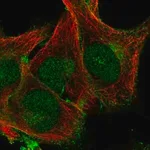 Merck Anti-PLSCR1 antibody produced in rabbit