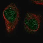 Merck Anti-XRCC3 antibody produced in rabbit