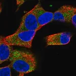 Merck Anti-COQ10A antibody produced in rabbit