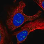 Merck Anti-TMEM50B antibody produced in rabbit