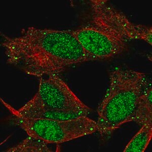 Merck Anti-L3MBTL4 antibody produced in rabbit