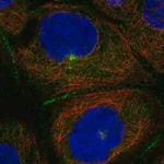 Merck Anti-PATJ antibody produced in rabbit