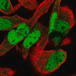Merck Anti-MTF2 antibody produced in rabbit