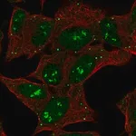 Merck Anti-CNTNAP5 antibody produced in rabbit