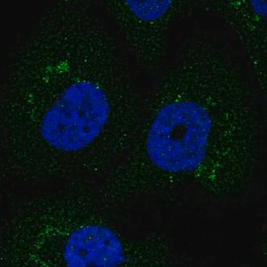 Merck Anti-F3 antibody produced in rabbit