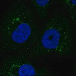 Merck Anti-F3 antibody produced in rabbit